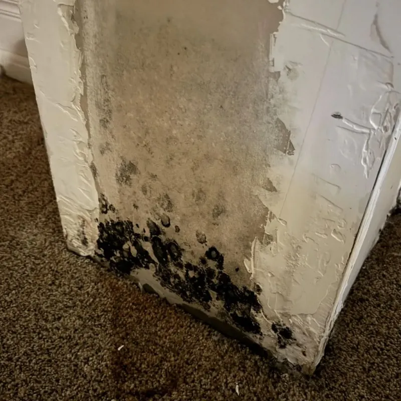 Professional Mold Removal in Potter County, PA